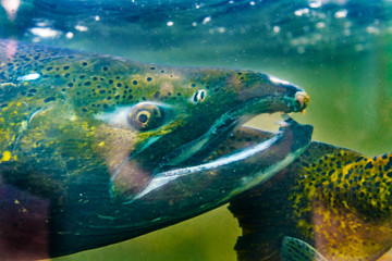 Chinook Coho Salmon Close Up Issaquah Hatchery Washington State