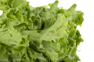 fresh green lettuce isolated on white background