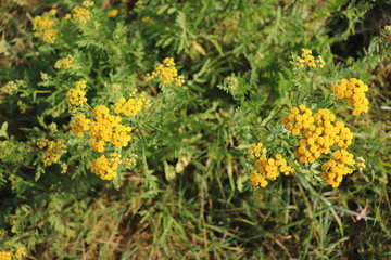 Foggy morning on a countryside 