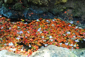 Fallen flame Tree flowers filling up a stream in a garden