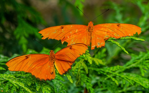 Julia Heliconian Orange Butterflies Seattle Washington
