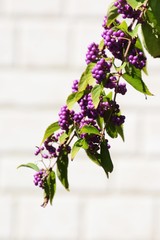 Japanese beautyberry
