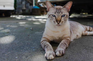 Cat portrait number twenty four