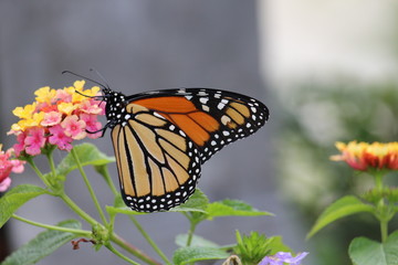 Naklejka premium Butterfly 