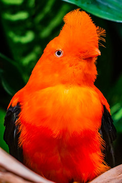 Orange Andean Cock of the Rock Bird