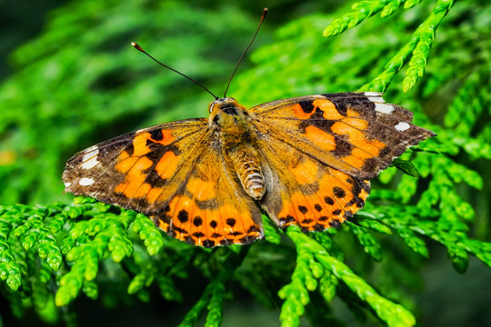 Painted Lady Butterfly Seattle Washington