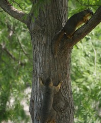 Two squirrels chasing each other up a tree