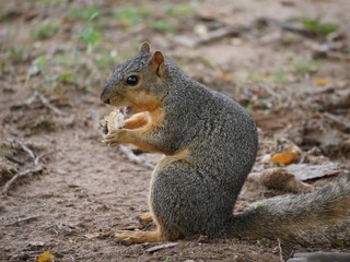 Naklejka na ściany i meble Little brown squirrel sitting side view eating a piece of bread