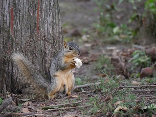 Small squirrel standing infront of a big tree holding a big piece of white bread in his hands