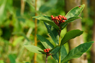 Fruit of ixora coccinea plant on the hillside