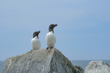 Razorbill Auks, Machias Seal Island	