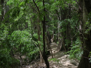 Bosque mágico