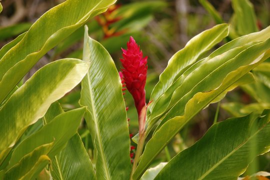 Tropical plant Red Ginger flower or Alpinia Purpurata emerging in between fresh green leaves