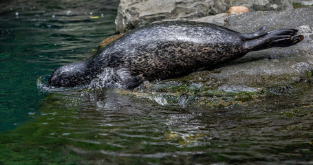  Mottled Earth Toned Fur on a Harbor Seal on Rocks