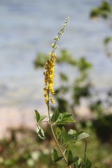 Sprig of small yellow flowers with blurred background