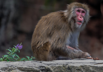 Earth Toned Fur on a Pink Faced Japanese Macaque Sitting on Rocks