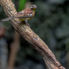 Yellow on a Branch, White, and Tan Plumage on a Yellow Breasted Thrush