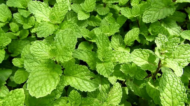 Mint leaves clips.closeup mint leaf video