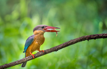 stork-billed kingfisher bird,eating fish on branch,with green background in nature