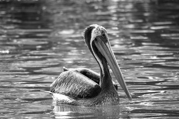Pel&iacute;cano peruano nadando sobre el mar