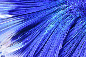 Obraz premium Super blue Betta Siamese fighting fish. The head is white and inserted in red. Fins and tail like long skirts, half moon tail, perfect fish elegance. Fish that are native to Thailand.Fight to compete.