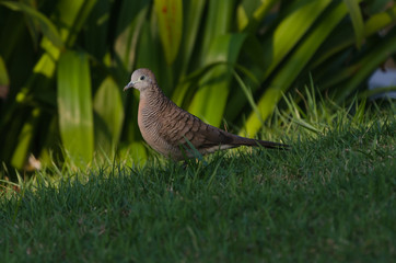 Zebra Dove or Peaceful Dove
