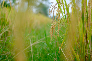 Beautiful rice field in Chiang Mai, Thailand