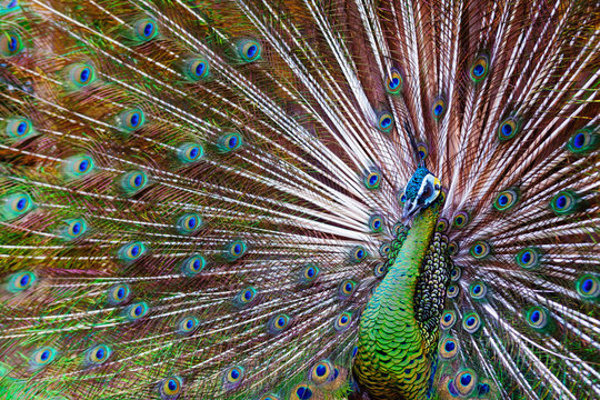 Portrait of wild male peacock with fanned colorful train. Green Asiatic peafowl display tail with blue and gold iridescent feather. Natural eyespots plumage pattern, exotic tropical birds background.