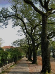 Tree-lined walkway along outside residential houses