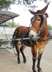 Obraz premium Horse standing in a concrete pavement waiting to pull a carriage for tourist rides in a city