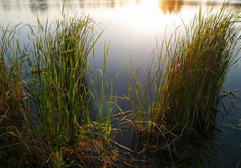 Tall green bushes growing by the side of a lake at dusk