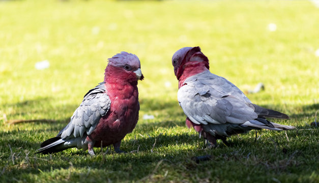 cockatoos on the grass