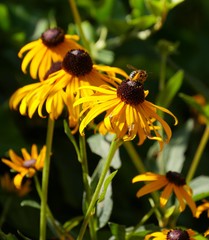 Close up of Black-eyed susan flowers in the garden,  with a bee sipping nectar from one of the flowers