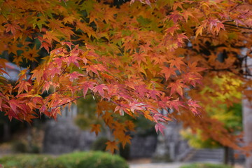 紅葉の風景