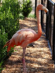 An American flamingo standing by the rails of a zoo, with green shrubs in the background