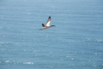 Gannet flying 9