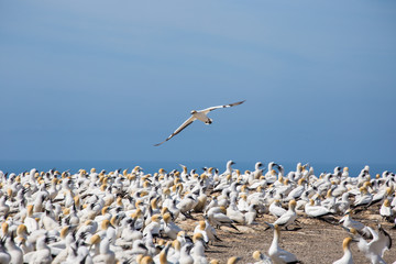 Large group of Gannet Birds at Cape Kidnappers colony in New Zealand