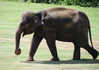 Adult elephant walking inside a zoo with the tip of its trunk curled  