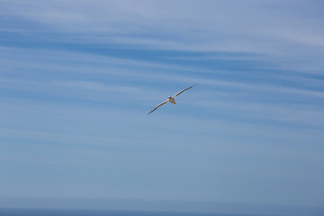 Gannet bird flying on a blue clear sky	