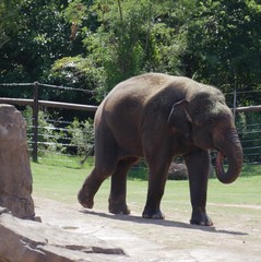 Big elephant walking inside a zoo enclosure