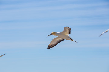 Gannet bird flying on a blue clear sky	