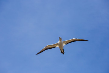 Gannet bird flying on a blue clear sky