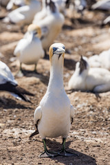 Gannet Bird at Cape Kidnappers colony in New Zealand