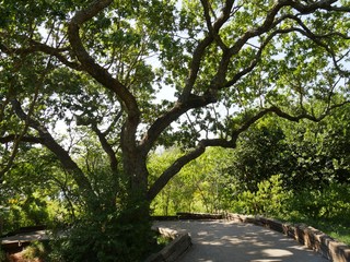 Obraz premium The tree is beside a winding concrete pavement providing shade for people