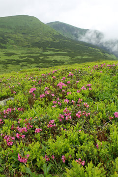 Flowes in the mountains. Rhododendron
