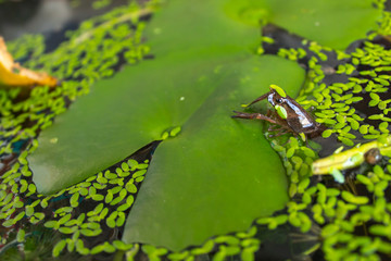 Shrimp, crayfish on a lotus leaf in the pond.