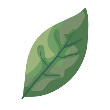 leaf plant ecology icon