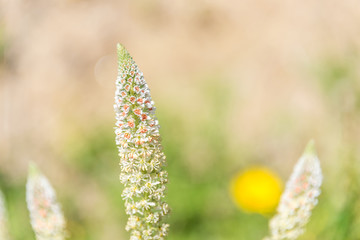 Wildflowers with Out of Focus Background