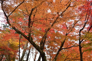 紅葉の風景
