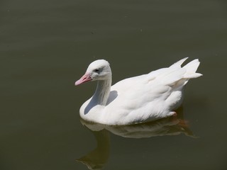 White duck swimming in pond, with reflection in the water